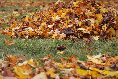 Pile of fallen dried autumn leaves on the ground.