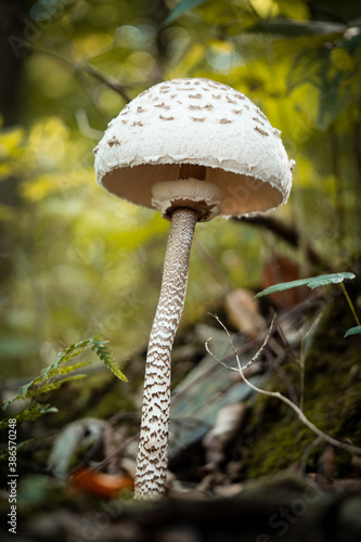 mushroom in the forest