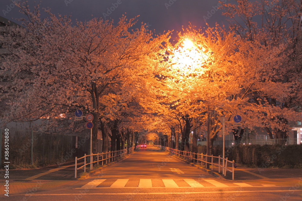 交差点の夜桜
