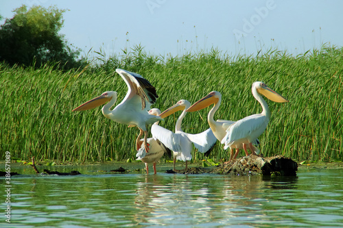 Pelícanos posados en un tronco en las aguas del delta del Danubio en Rumania. Primer plano de unos bonitos ejemplares del gran pelícano blanco (Pelecanus onocrotalus) en una laguna del delta.