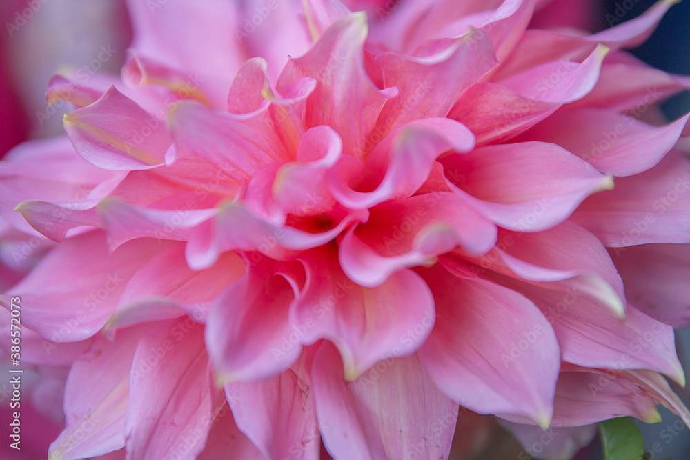 pink dahlia close up