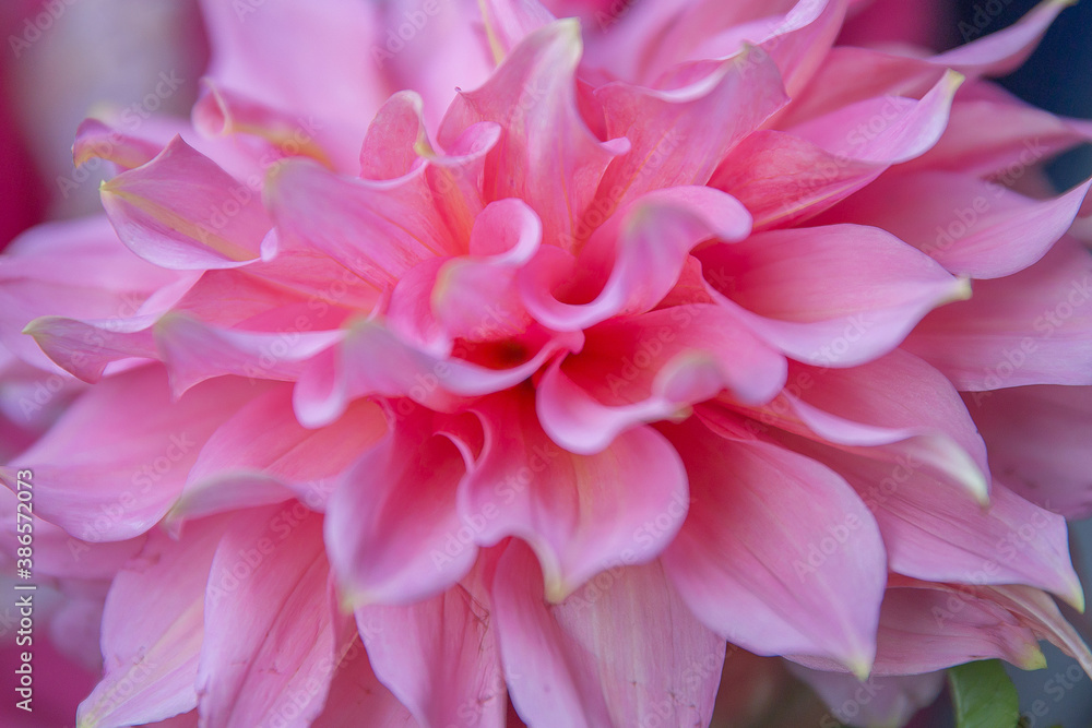 pink dahlia close up pink dahlia close up