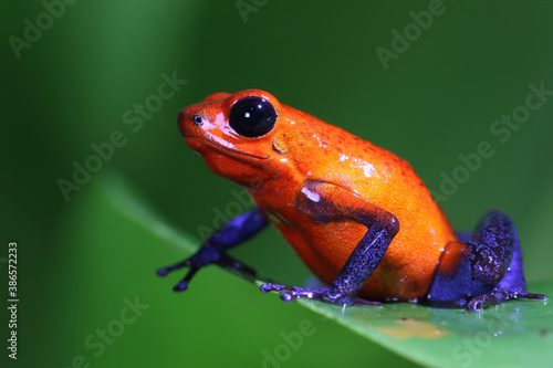 closeup of a blue jeans dart frog