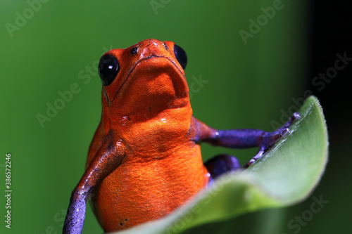 closeup of a blue jeans dart frog