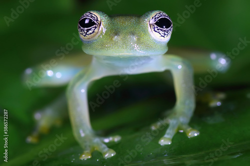 glass frog sitting on a green leaf