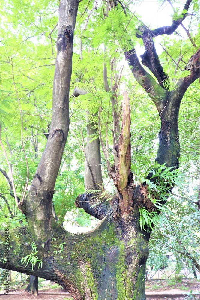 Fototapeta premium Old tree at Dhanmondi lake in Dhaka