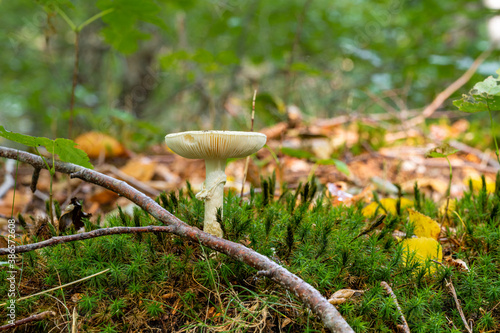 A closeup picture of a fungus in a forest. Bright green and blurry background