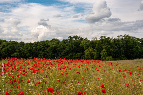 Ein Feld voller Moonblumen mit Wald im Hintergrund und wolkenverhangenen Himmel photo