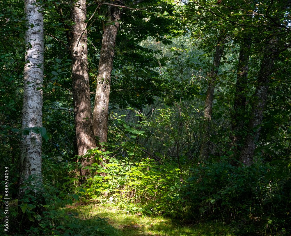 A beautiful green forest glade lit up by a sunbeam. Picture from Scania county, southern Sweden