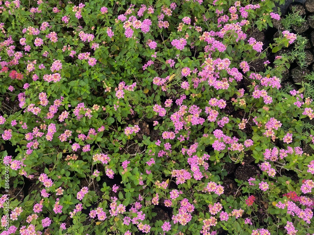 Colorful flowers field in the park. Flower Garden market wallpaper. Colorful flowers field in the park. Flower Garden market wallpaper.