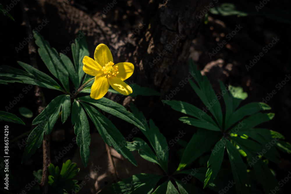Blooming yellow anemone flowers growing in the shadows of the trees in early spring Blooming yellow anemone flowers growing in the shadows of the trees in early spring