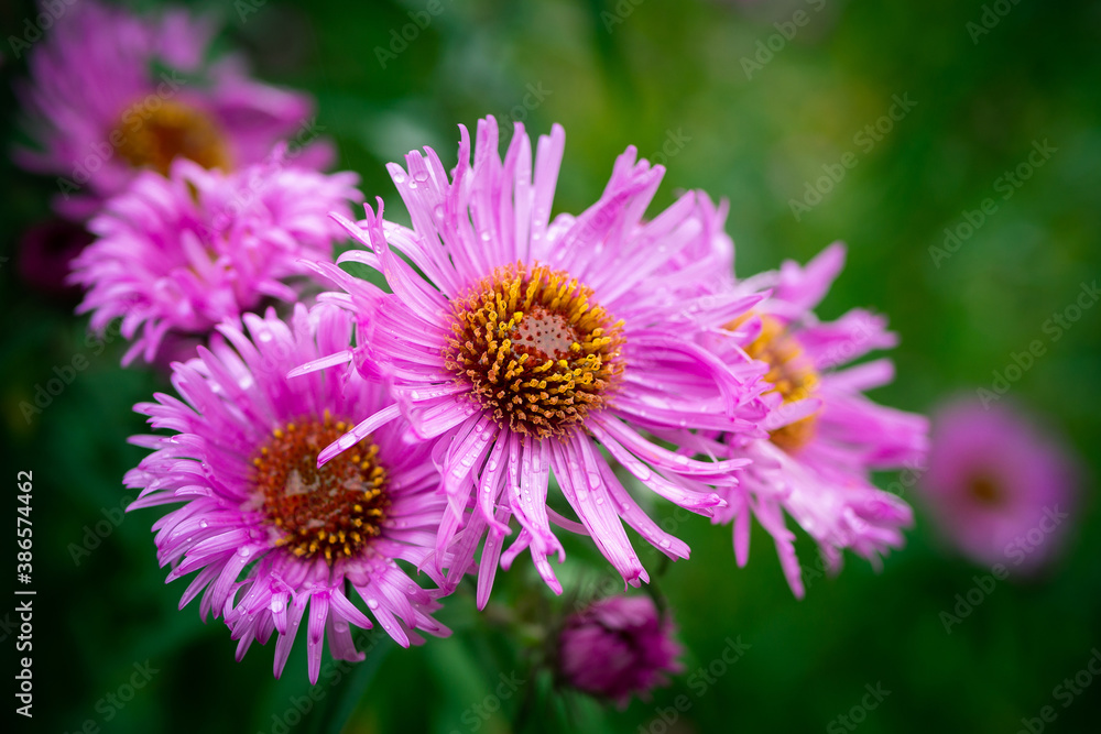 Autumn Aster flowers with water drops. Autumn Aster flowers with water drops.