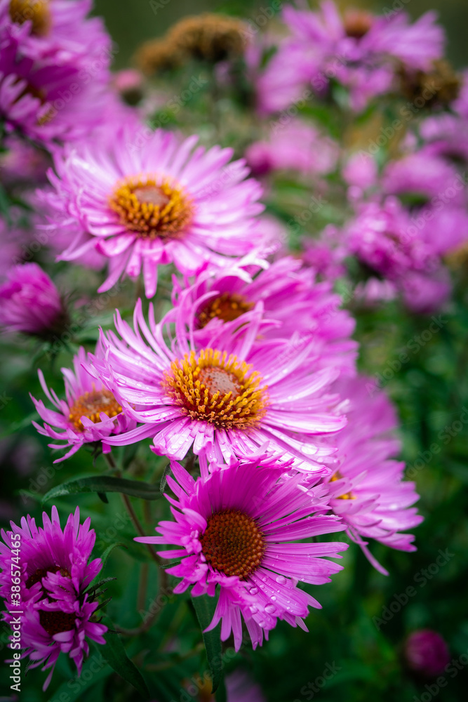 Autumn Aster flowers with water drops. Autumn Aster flowers with water drops.