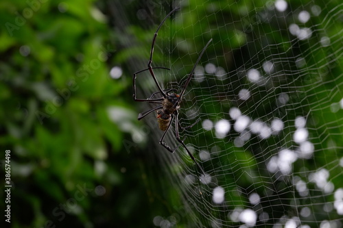 Black spider making webs, black spider on tree, black spider walking.
