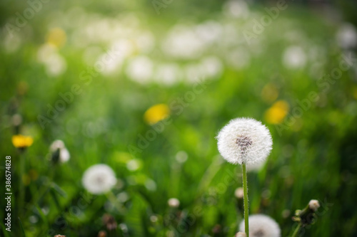 Dandelions on a blurred background