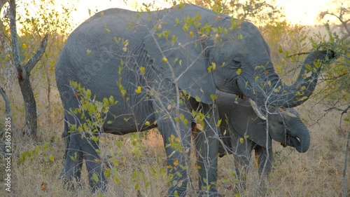 Mom and baby African elephant grazing in the early morning