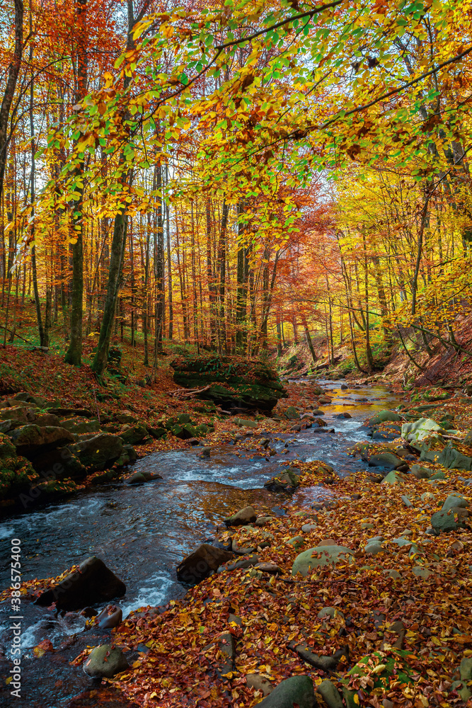 mountain stream in autumn forest. water flow among the rocks. trees in colorful foliage. sunny weather in the morning. beautiful nature scenery - obrazy, fototapety, plakaty 
