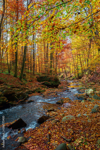 mountain stream in autumn forest. water flow among the rocks. trees in colorful foliage. sunny weather in the morning. beautiful nature scenery © Pellinni