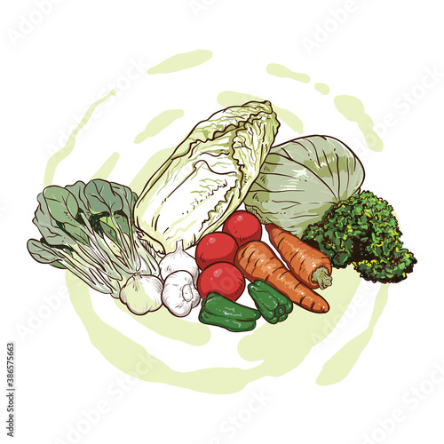 hand drawing Cabbage, carrots, garlic and mustard greens