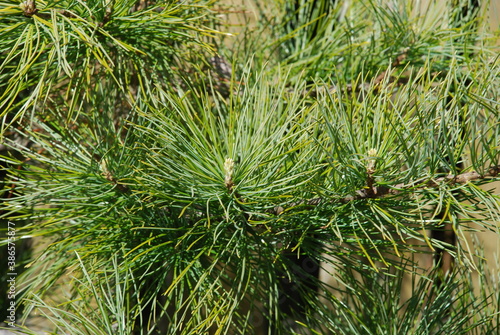 Several branches of a young cedar. Close-up of several branches of cedar with new young shoots. Long green needles on a branch under sunlight.