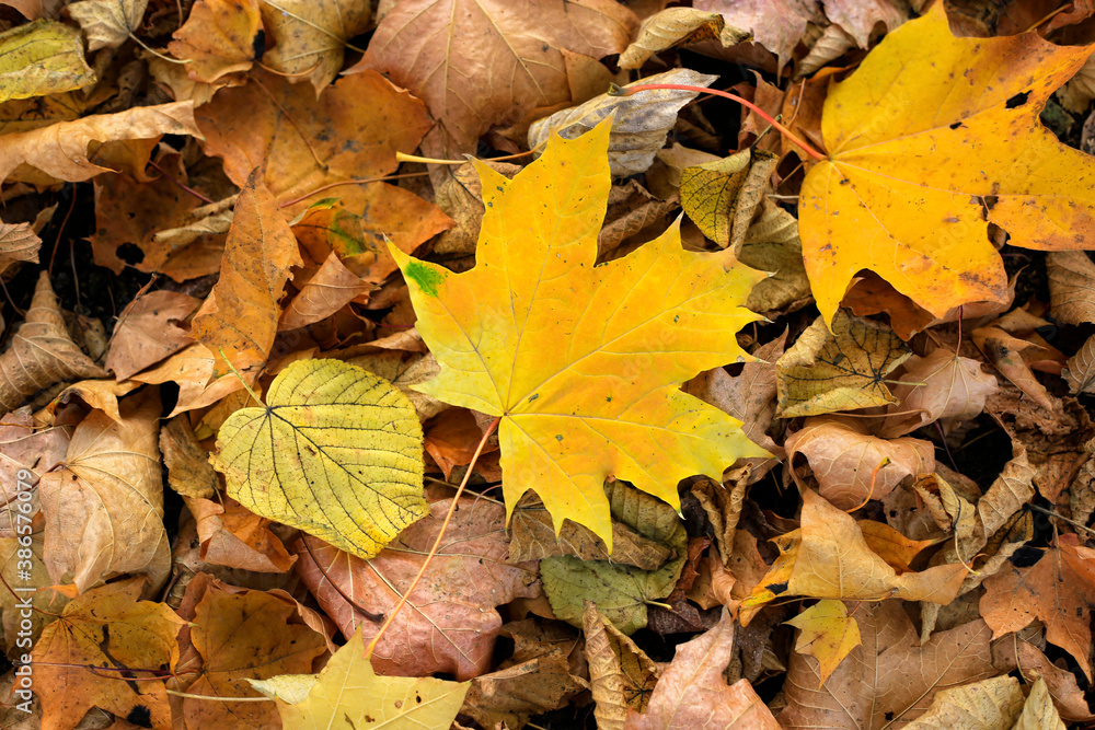 Bright yellow autumn  leaves