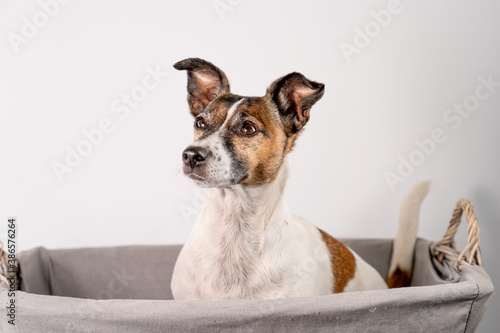 Brown, black and white Jack Russell Terrier posing in wicker basket, half body, isolated on a white background, with copy space