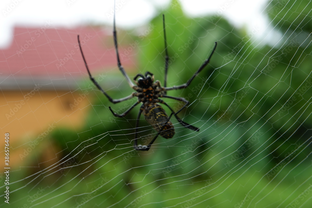 Black spider making webs, black spider on tree, black spider walking. Black spider making webs, black spider on tree, black spider walking.