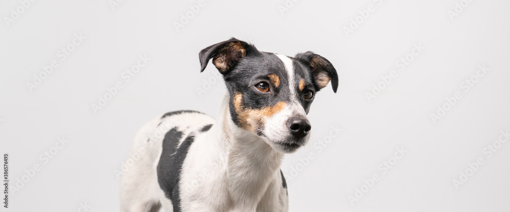 Brown, black and white Jack Russell Terrier on a white background, head only. Social media banner or cover