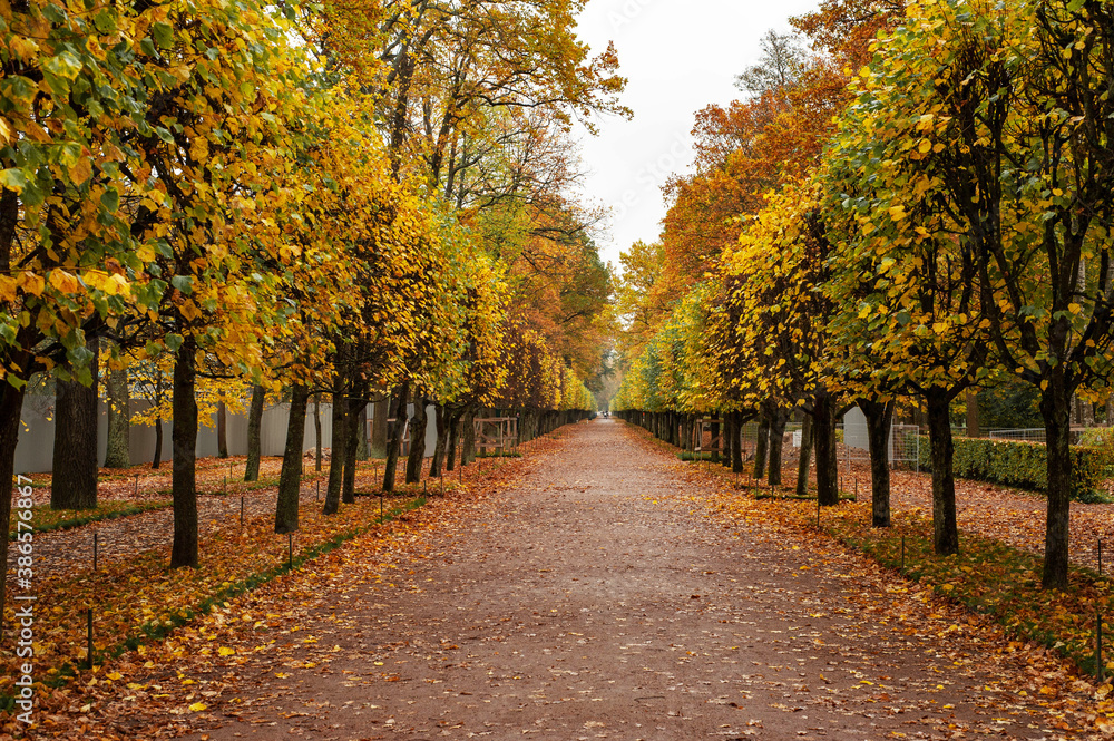 Autumn park. The colors of autumn. Trees with yellow and red autumn leaves planted in even rows. 