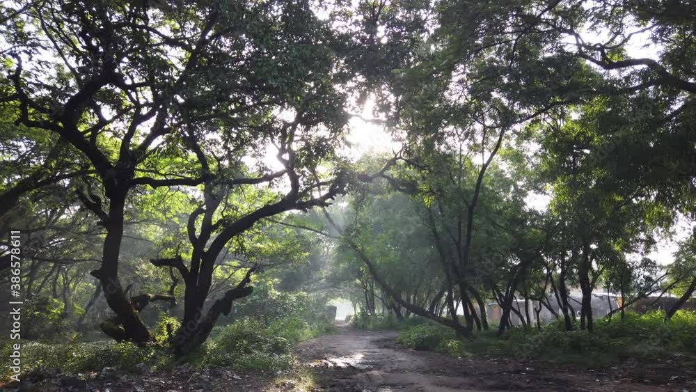 Early morning sunrays in heavy mumbai's forest. Early morning sunrays in heavy mumbai's forest.