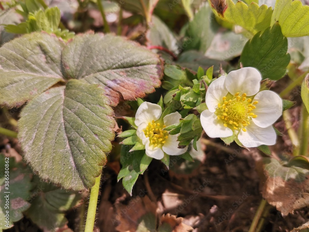 wild strawberry plant wild strawberry plant