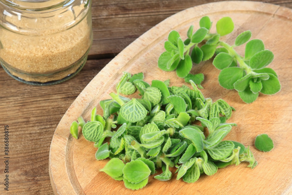 Making syrup from cut indian borage, Plectranthus amboinicus or spur plant Making syrup from cut indian borage, Plectranthus amboinicus or spur plant