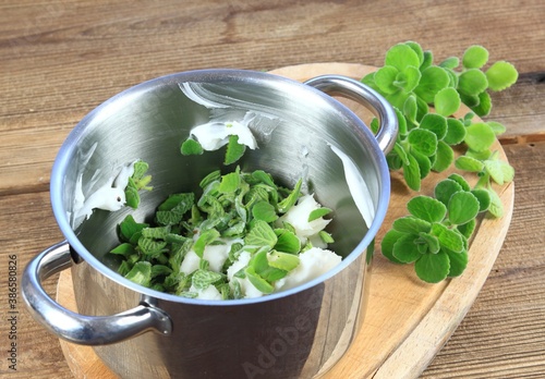 Making herbal medicene  from cut indian borage, Plectranthus amboinicus or spur plant photo