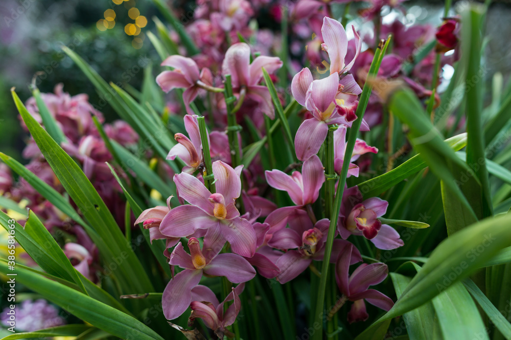 Fototapeta premium Green leaves background. Natural tropical background nature forest jungle foliage
