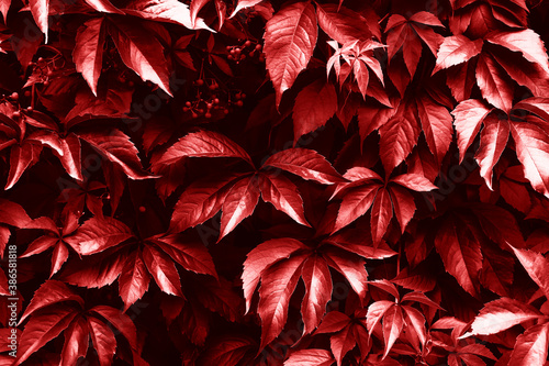 Creative layout made of red toned leaves. Nature background