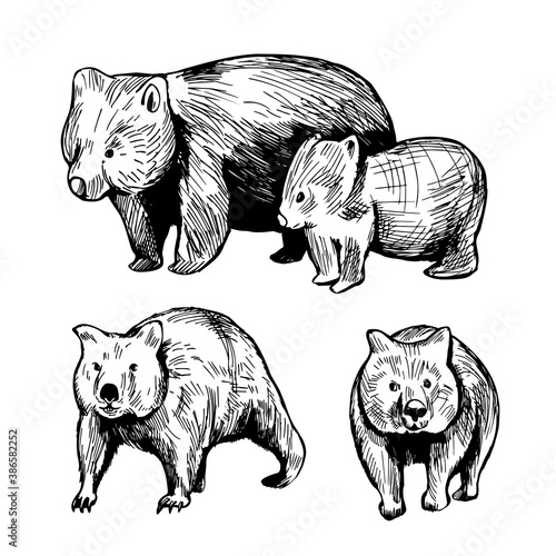 Wombat. Vector  illustration.