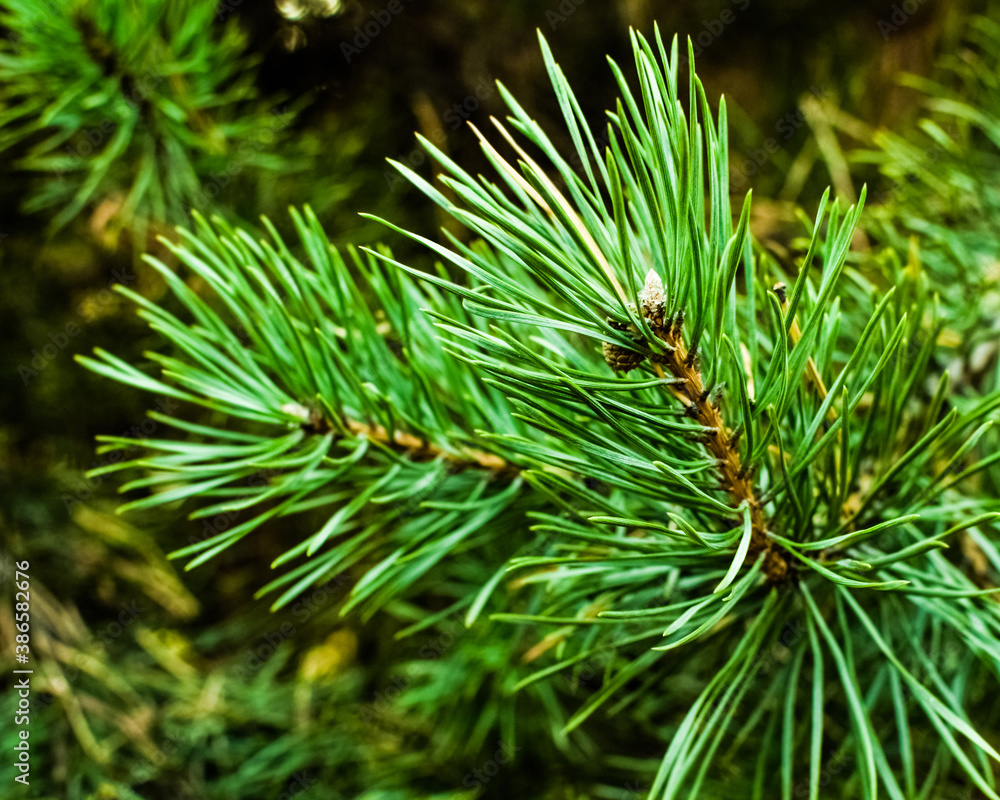 Pine branch on a blurred green background. Selective macro focus, background concept. Merry Christmas and Happy New Year. Beautiful bokeh Pine branch on a blurred green background. Selective macro focus, background concept. Merry Christmas and Happy New Year. Beautiful bokeh