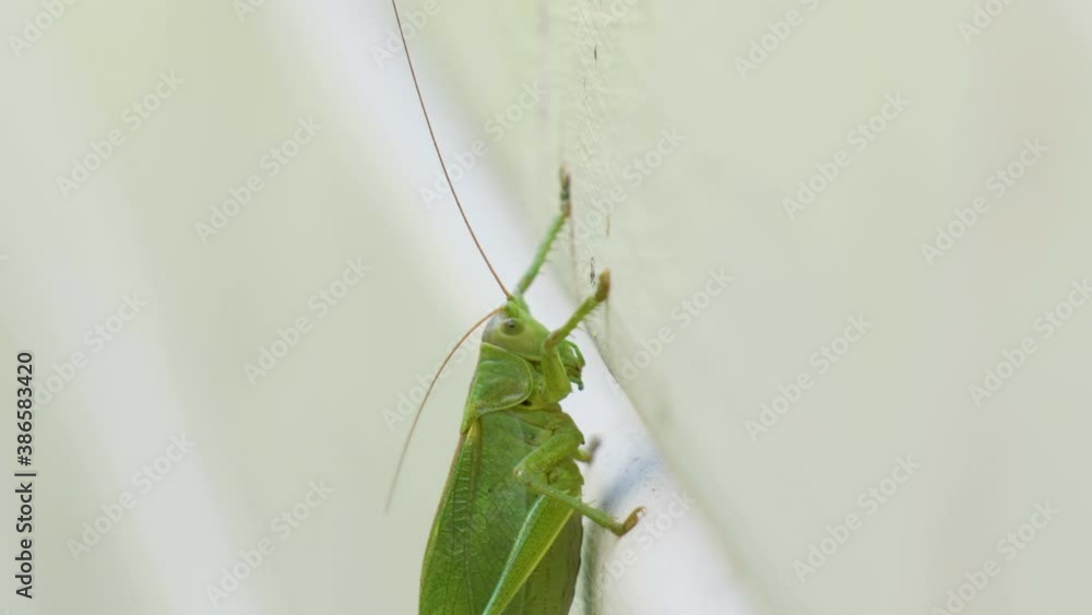 Closer look of the green grasshopper Closer look of the green grasshopper