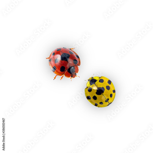 close-up lady beetle on a white background,isolated(top view)