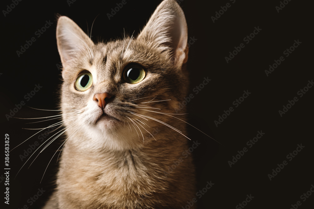 A beautiful striped gray domestic cat with yellow eyes sitting on a dark background. Cat head close up. Image for veterinary clinics, sites about cats. Selective focus