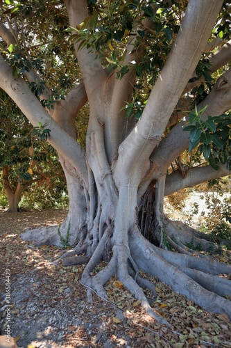 Siracusa – Ficus Magnolioide nel Parco Archeologico della Neapolis photo