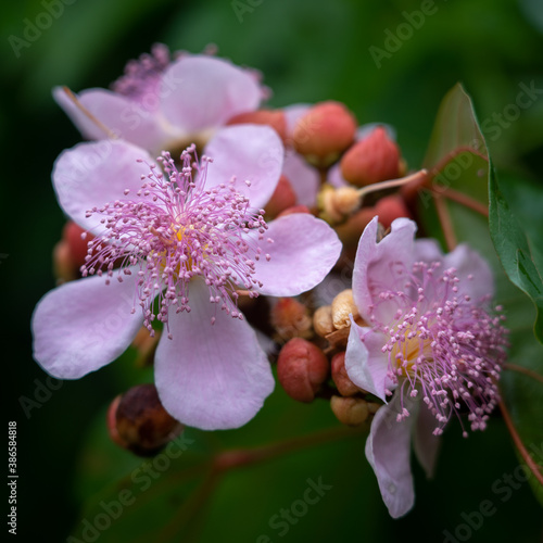 Closeup view of achiote or bixa orellana cluster of pink flowers and buds outdoors on green natural background photo