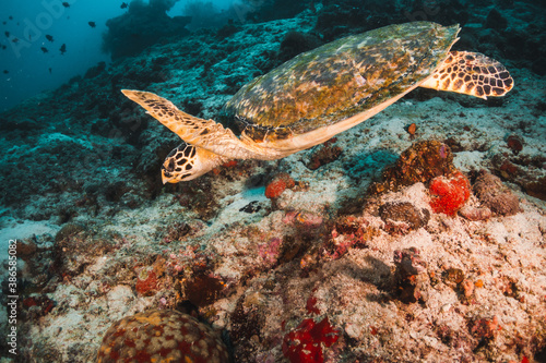 Turtle swimming over coral reef with small fish and divers in the background
