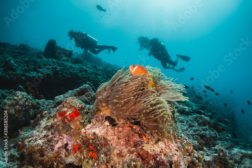 Fototapeta Naklejka Na Ścianę i Meble -  Scuba diver silhouettes swimming over colorful clown anemone fish in blue ocean