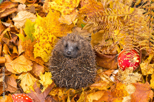 Hedgehog (Scientific name: Erinaceus Europaeus) Wild, native hedgehog curled up in colorful Autumn leaves, golden ferns and red fairy toadstools. Facing forward. Space for copy.