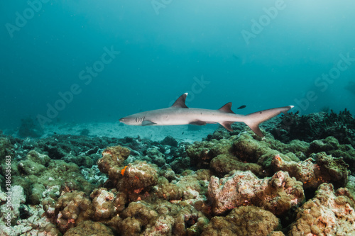 Whitetip reef shark swimming over colorful coral reef in clear blue ocean