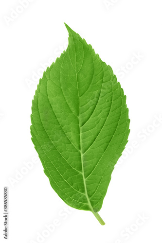 One green leaf hydrangea flower isolated on a white background.