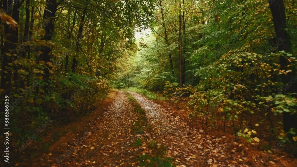 Rainy day virtual forest walk. POV shot on a gimbal. Autumn stroll. Natural background with leaves covering the trail. 4K resolution High quality sounds of raindrops and footsteps. Rainy day virtual forest walk. POV shot on a gimbal. Autumn stroll. Natural background with leaves covering the trail. 4K resolution High quality sounds of raindrops and footsteps.