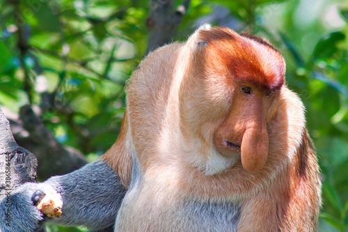 Nasenaffe in Borneo photo