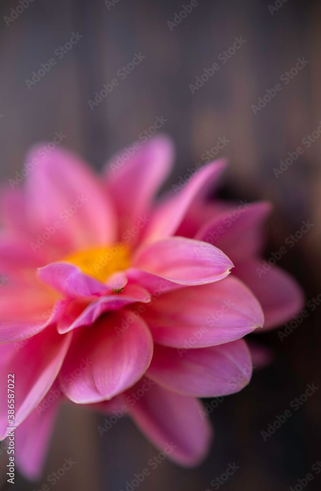 close up of pink dahlia with selected focus vertical image